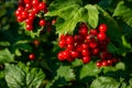 A branch of viburnum with a bouquet of ripe red berries on a sunny day