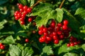 A branch of viburnum with a bouquet of ripe red berries on a sunny day