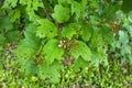 Branch of viburnum eaten by viburnum leaf beetle