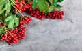 Branch viburnum with green leaves on concrete