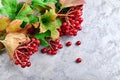 Branch viburnum with green leaves on concrete