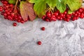 Branch viburnum with green leaves on concrete