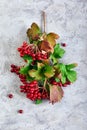 Branch viburnum with green leaves on concrete