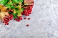 Branch viburnum with green leaves on concrete