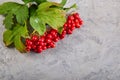 Branch viburnum with green leaves on concrete