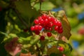 A branch of Viburnum opulus with red berries on the background of blurred green foliage and blue sky. Royalty Free Stock Photo