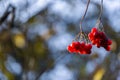 Branch of Viburnum opulus with red berries on the background of blurred green foliage and blue sky Royalty Free Stock Photo