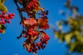 A branch of Viburnum opulus with red berries on the background of blurred green foliage and blue sky. Royalty Free Stock Photo