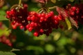 A branch of Viburnum opulus with red berries on the background of blurred green foliage. Natural concept for autumn Royalty Free Stock Photo