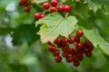 A branch of Viburnum opulus with red berries and green leaves on blurred green foliage background Royalty Free Stock Photo