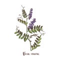 Branch of Vicia cracca. Medicinal herb Royalty Free Stock Photo