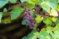 The branch of a vine with bunches of ripe grapes Royalty Free Stock Photo