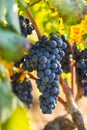 Ripe purple grapes with leaves in natural condition, the vineyard of Puglia of Primitivo grape grows in southern Italy, Royalty Free Stock Photo