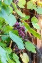 The branch of a vine with bunches of ripe grapes Royalty Free Stock Photo