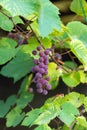 The branch of a vine with bunches of ripe grapes Royalty Free Stock Photo