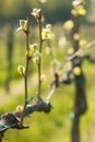 Branch of vine with first green leaves in vineyard in early spr