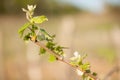 Branch of vine with first green leaves in vineyard in early spr Royalty Free Stock Photo