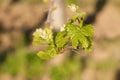 Branch of vine with first green leaves in vineyard in early spr