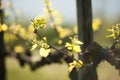Branch of vine with first green leaves in vineyard in early spring Royalty Free Stock Photo