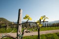 Branch of vine  with first green leaves in vineyard in early spring Royalty Free Stock Photo