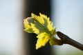 Branch of vine  with first green leaves in vineyard in early spring Royalty Free Stock Photo