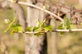 Branch of vine  with first green leaves in vineyard in early spring Royalty Free Stock Photo