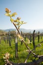 Branch of vine with first green leaves in vineyard in early spring Royalty Free Stock Photo