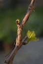 Branch of vine leaves .Green tender shoots and leaves of grapes on spring vine