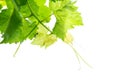 Branch of vine leaves isolated on white background Royalty Free Stock Photo