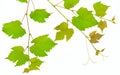 Branch of vine leaves isolated on white Royalty Free Stock Photo