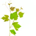 Branch of vine leaves isolated on white. Free space for text Royalty Free Stock Photo