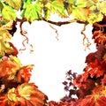 Branch of vine leaves, vineyard frame, grapevine border, isolated, hand drawn watercolor illustration, white background