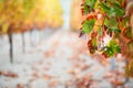 Branch of vine plant with colorful autumn leaves and rows of vines in background Royalty Free Stock Photo
