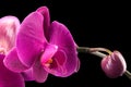Branch of violet phalaenopsis or Moth orchid from isolated on black background Royalty Free Stock Photo