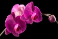 Branch of violet phalaenopsis or Moth orchid from isolated on black background Royalty Free Stock Photo