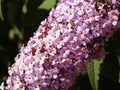 Branch of Violet Tiny Flowers on a Tree Branch