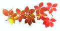 Branch of Virginia creeper on white background Royalty Free Stock Photo