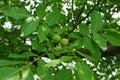 Branch of walnut