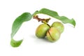 Branch of a walnut isolated on a white Royalty Free Stock Photo