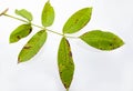 branch of walnut isolated on white background Royalty Free Stock Photo