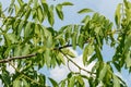 Branch of walnut tree under blu sky