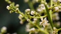 The branch of Wampee fruit(Clausena lansium) flowers