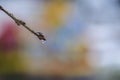 Branch with a water drop , against blurry background. Royalty Free Stock Photo