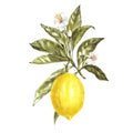 Branch of watercolor lemon tree with leaves, yellow lemons and flowers. Hand drawn watercolor elements for your design Royalty Free Stock Photo