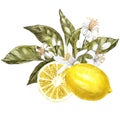 Branch of watercolor lemon tree with leaves, yellow lemons and flowers. Hand drawn watercolor elements for your design Royalty Free Stock Photo