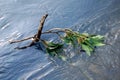 Branch on the watter