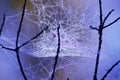 On the threads of the web drops of dew. Royalty Free Stock Photo