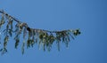 Branch of Weeping Nootka Cypress Cupressus nootkatensis Pendula on blue sky background. Evergreen conifer tree Royalty Free Stock Photo