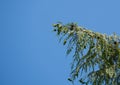 Branch of Weeping Nootka Cypress Cupressus nootkatensis Pendula on blue sky background.  Evergreen conifer tree Royalty Free Stock Photo