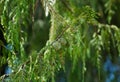 Branch of Weeping Nootka Cypress Cupressus nootkatensis Pendula with cones damaged by pest.  Evergreen conifer tree Royalty Free Stock Photo